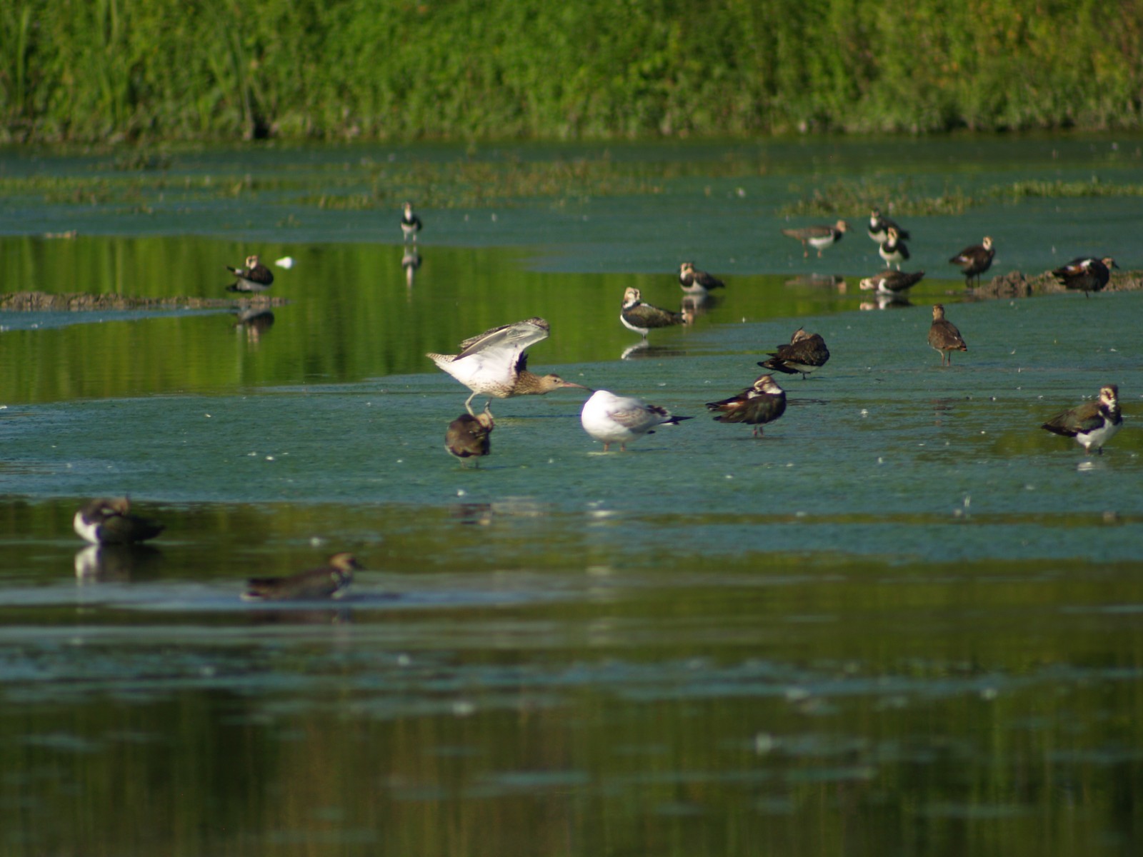 Chiurlo maggiore ? chiedo conferma.